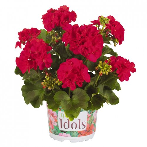 Зональная, кустовая пеларгония (герань) Green Idols Cerise